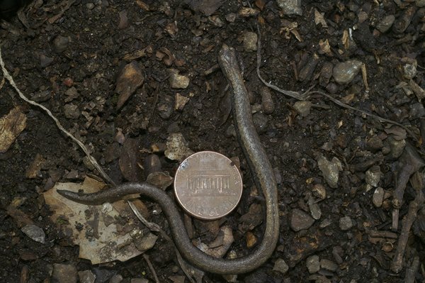 Comment le HP Spectre x360 se compare-t-il au Microsoft Surface Laptop pour les tâches de bureau mobiles ?